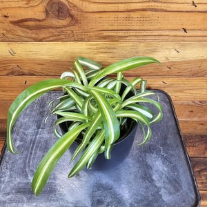 Chlorophytum Curly Spider, 4" Plant