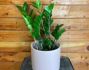 Zamioculcas Zamifolia ZZ Plant, 6" Plant