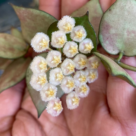 Hoya Krohniana Splash, 6" Plant - campestre.al.gov.br