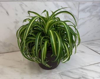 Chlorophytum Curly Spider, 6" Plant