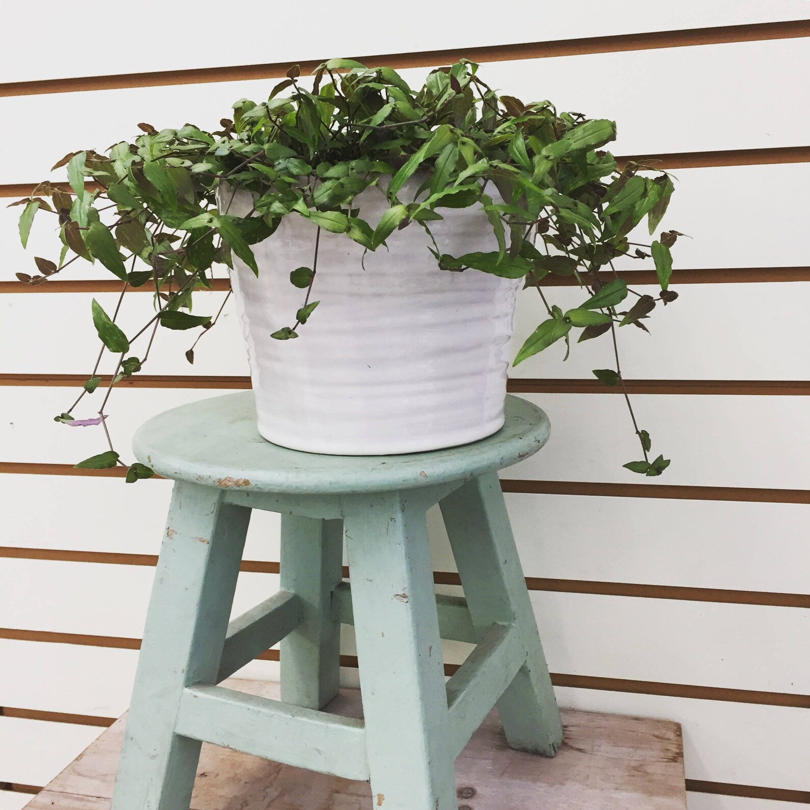 Tahitian Bridal Veil Hanging Plant 6 Etsy