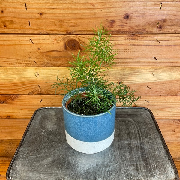 Asparagus Fern Etsy