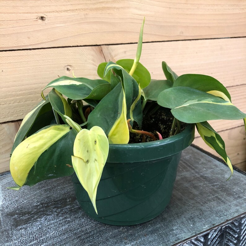 Philodendron Cordatum Brasil 6 Plant image 2