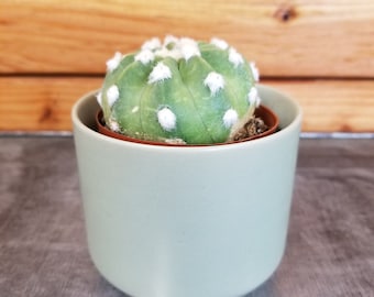 Echinopsis Subdenudata, 2" cactus