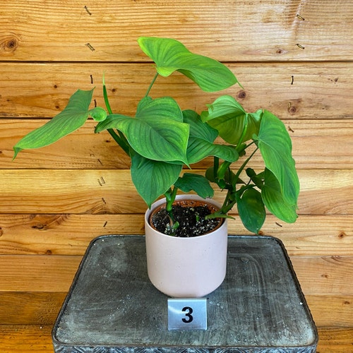 Philodendron Fibraecataphyllum newest Peru, 4
