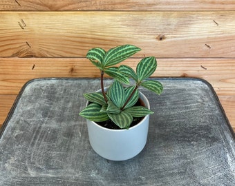 Peperomia Stilt, 2” Plant