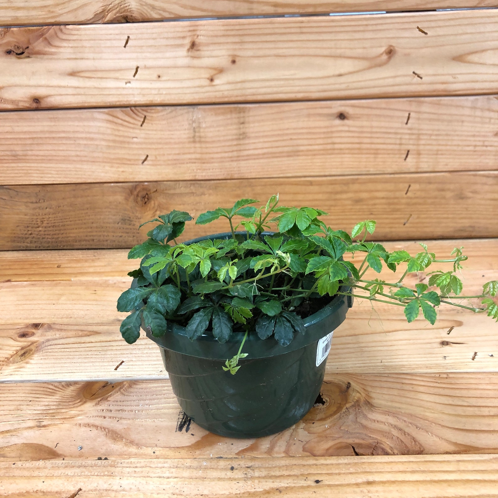 Parthenocissus Sugar Vine 6 Plant Etsy