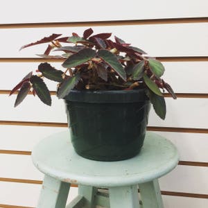 Puede incluir: Una planta en maceta con hojas de color verde oscuro y bordes de color p&uacute;rpura rojizo se encuentra sobre un peque&ntilde;o taburete azul claro. La planta est&aacute; en una maceta de pl&aacute;stico verde oscuro con un patr&oacute;n tejido. El fondo es una pared blanca con paneles de madera horizontales.