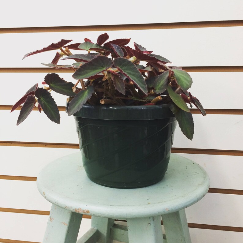 Puede incluir: Una planta en maceta con hojas de color verde oscuro y bordes de color p&uacute;rpura rojizo se encuentra sobre un peque&ntilde;o taburete azul claro. La planta est&aacute; en una maceta de pl&aacute;stico verde oscuro con un patr&oacute;n tejido. El fondo es una pared blanca con paneles de madera horizontales.