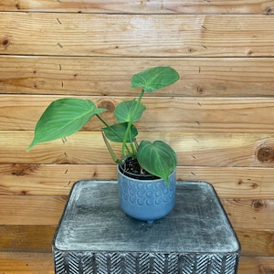 Philodendron Camposportoanum, 4" Plant