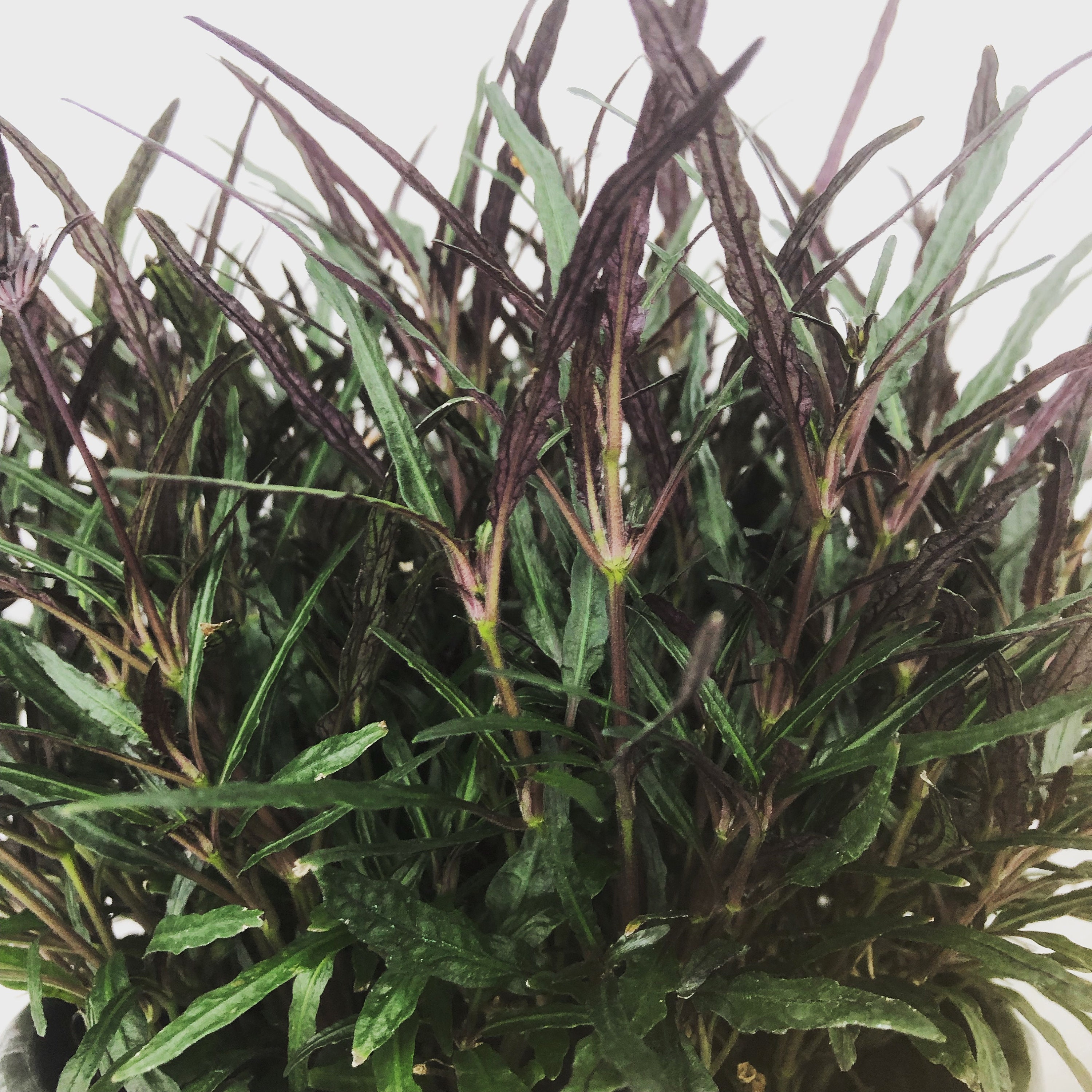 Hemigraphis Dragon's Tongue Cutting x5 Etsy