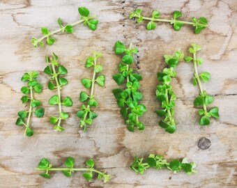 Pilea Green Baby Tears, Cuttings x5