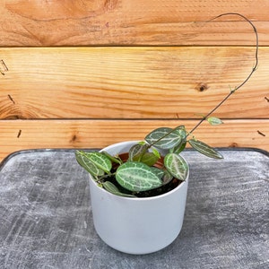 Dischidia Ovata Watermelon - 2&quot; Plant