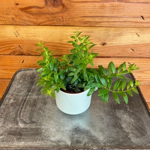 Aeschynanthus Lipstick Japhrolepis, 2&quot; Plant
