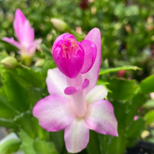 Schlumbergera Holiday Cactus Lavender, 2" Plant