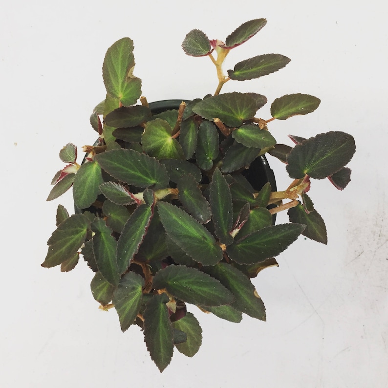 Begonia brasileña Lady Angel Wing, esquejes x3 imagen 6