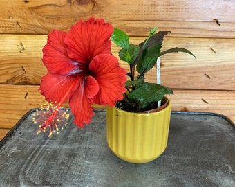 Hibiscus Red Hot Variegated - 2" Plant