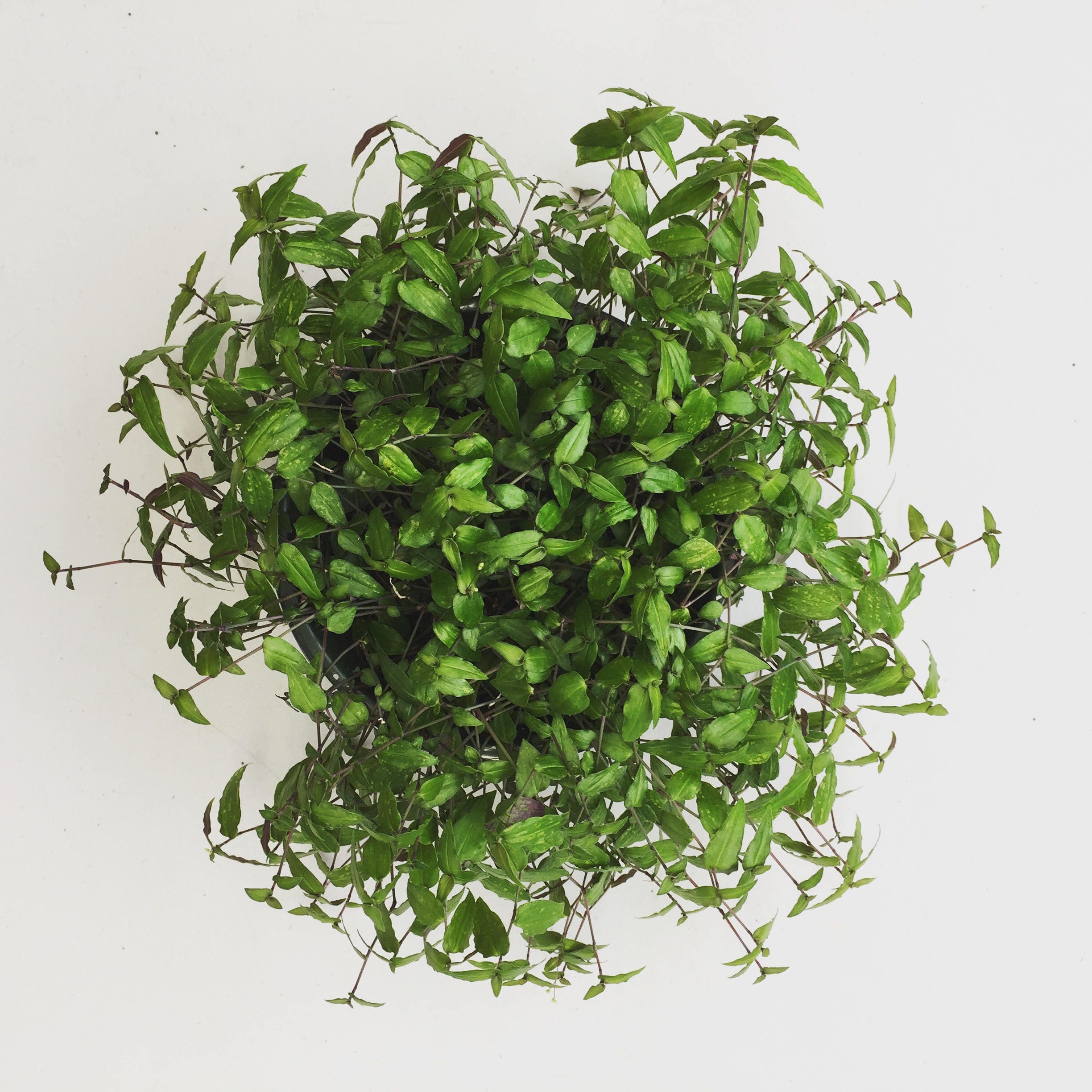 Tahitian Bridal Veil Hanging Plant 6 Etsy