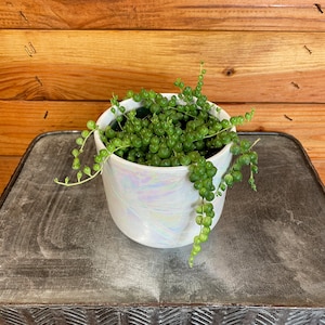 Rowleyanus String of Pearls, 4&quot; Plant