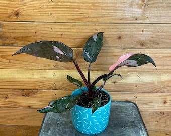 Philodendron Pink Princess, 4" Plant