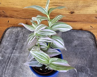 Piruleta Tradescantia, planta de 2"