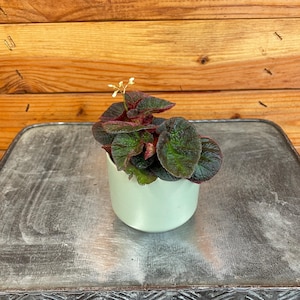 Begonia Manaus, 2&quot; Plant