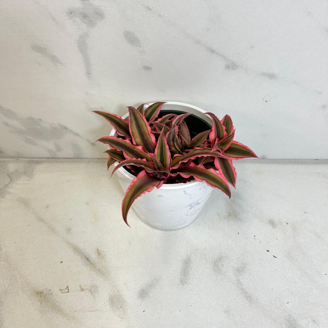 Pink Rxm Cryptanthus Pink, 4