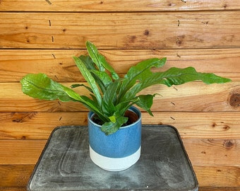Microsorum Musifolium Crocodile Fern, 4&quot; Plant