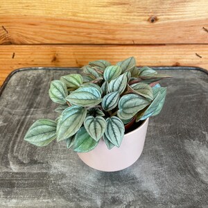 May include: A small Peperomia plant in a light pink ceramic pot. The plant has textured, oval-shaped green leaves with darker green veins and reddish stems. The pot sits on a gray metal tray, with a wooden background.
