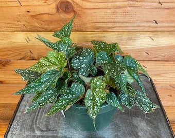 Begonia Angel Wing Lois Burke, 6" Plants