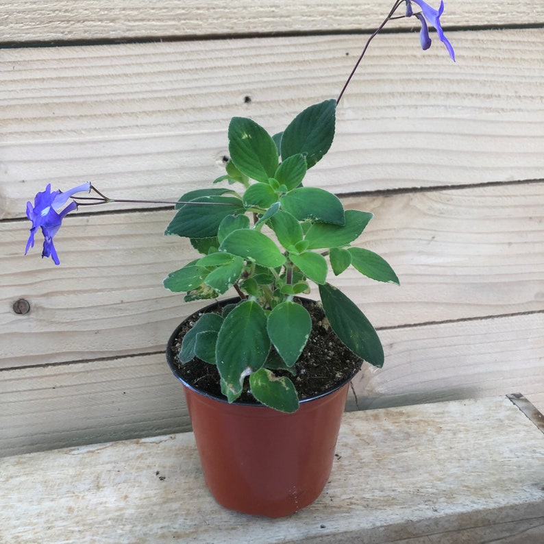 Streptocarpella Concord Blue 4 Plant Etsy
