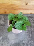 Pilea Creeping Charlie, 2&quot; Plant