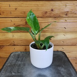 May include: A small green houseplant with white variegation in a white ceramic pot. The plant is sitting on a dark gray table with a textured surface.