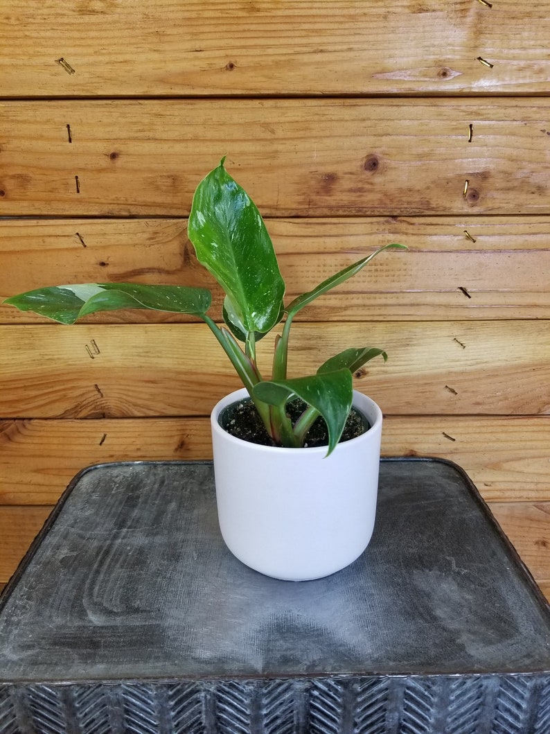 May include: A small green houseplant with white variegation in a white ceramic pot. The plant is sitting on a dark gray table with a textured surface.