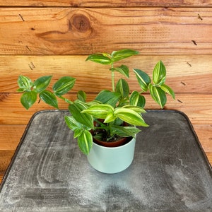 Tradescantia Zebrina Green and Yellow, 2" Plant