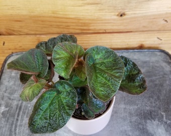 Begonia Manaus, 2" Plant