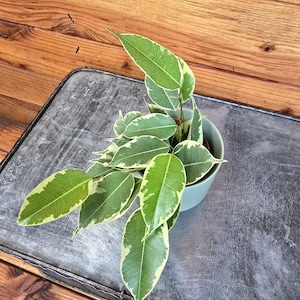 May include: A small potted plant with vibrant green and cream-colored leaves. The plant is in a light blue ceramic pot, set on a weathered gray metal tray. The background is a wooden surface.
