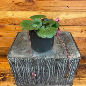 Begonia Strawberry Dark Form, 4&quot; Plant