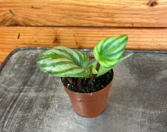 Peperomia Watermelon, 2" Plant