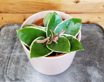 Hoya Carnosa Krimson Queen, 4" Plant