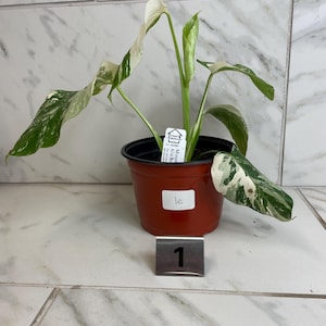 May include: A potted Monstera Albo Variegata plant with large, green leaves speckled with white variegation. The plant is in a brown plastic pot, with a small tag and a metal number 1 next to it.