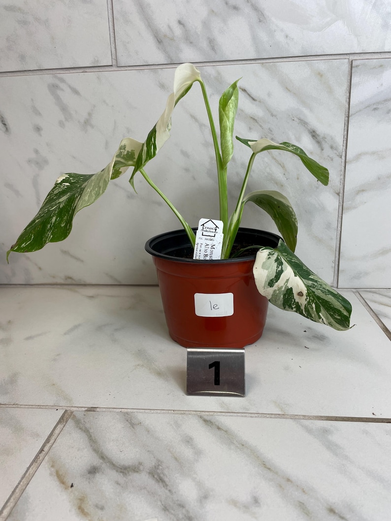 May include: A potted Monstera Albo Variegata plant with large, green leaves speckled with white variegation. The plant is in a brown plastic pot, with a small tag and a metal number 1 next to it.