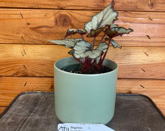 Begonia Rex Seychelles, 4" Plant