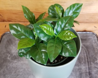 Coffea Arabica Coffee, 4" Plant