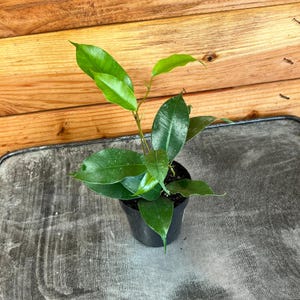 Benji Plant - Etsy