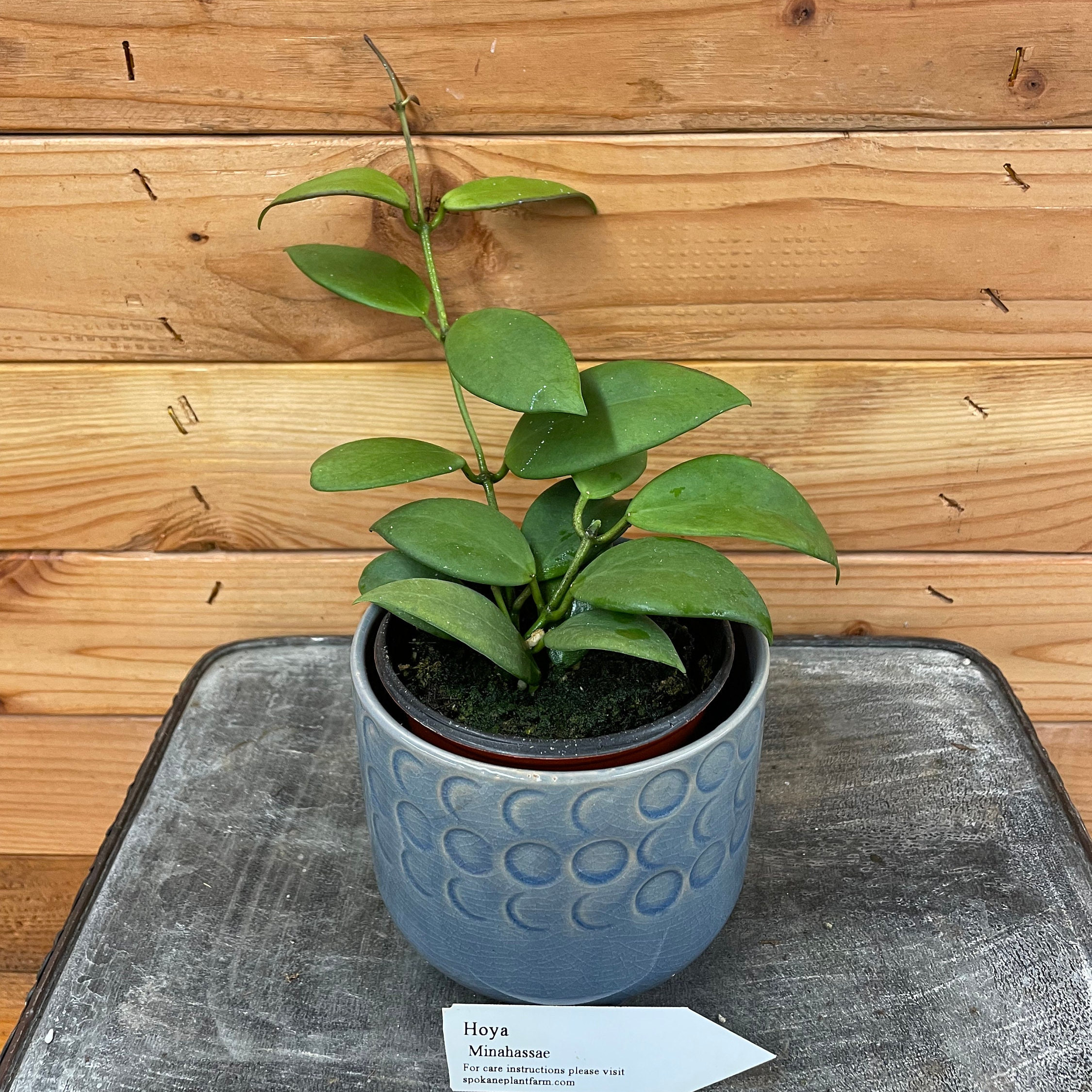 Hoya Minahassae, 4