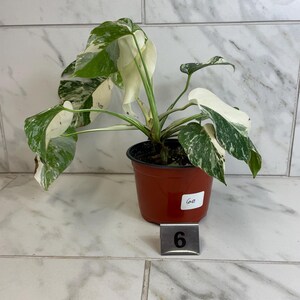 May include: A potted Monstera plant with variegated green and white leaves. The plant is in a brown plastic pot. A metal tag with the number 6 is in front of the pot.