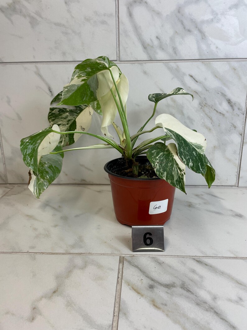 May include: A potted Monstera plant with variegated green and white leaves. The plant is in a brown plastic pot. A metal tag with the number 6 is in front of the pot.
