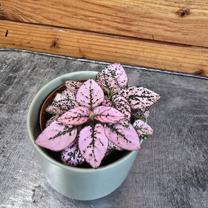 Hypoestes Polka Dot Plant Pink Splash, 2&quot; Plant