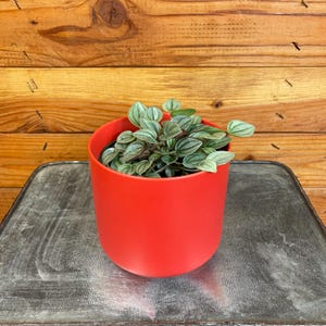 Peperomia Napoli Night, 4&quot; Plant